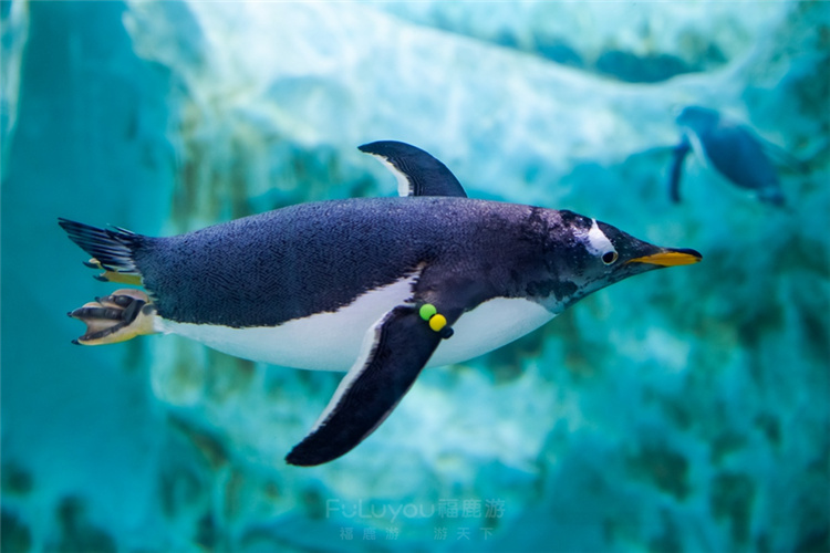 珠海長隆海洋王國10