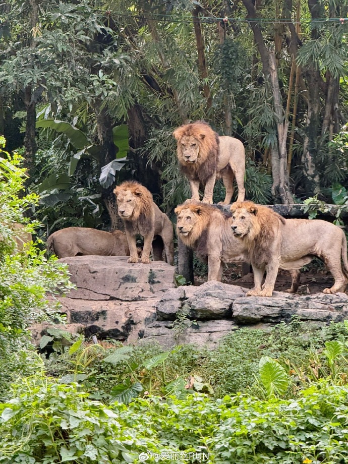 廣州長隆野生動物園 廣州長隆野生動物園