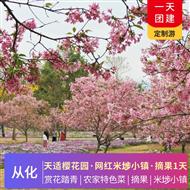 從化網紅米埗小鎮+天適櫻花園+摘果一天游