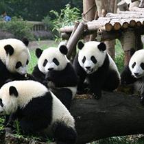 【奢御九寨】成都、熊貓樂(lè)園、九寨溝、黃龍   雙飛5日游(0購(gòu)物，0自費(fèi)，精華景點(diǎn))