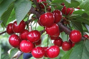 殷桃采摘-廣東福鹿游國際旅行社