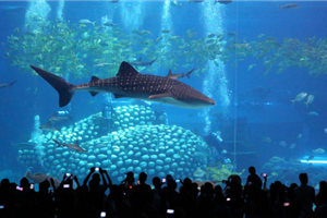 珠海長隆4-廣東福鹿游國際旅行社