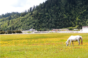魯朗林海2-廣東福鹿游國際旅行社
