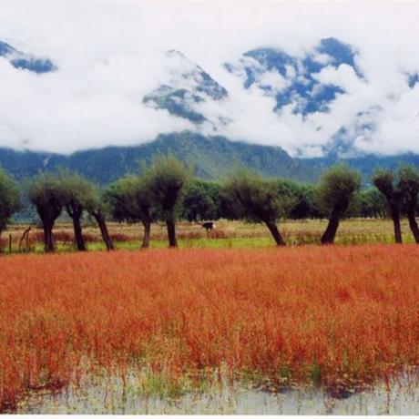 【惠游西藏】西藏4飛7天西藏最高禮儀-哈達接機；隨車配備紅景天；